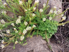 Hebenstretia integrifolia