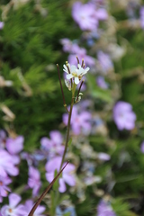 Arabis hirsuta