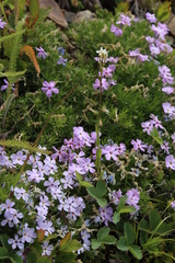 Arabis hirsuta