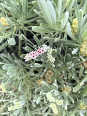 Tournefortia gnaphalodes