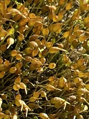 Physcomitrium pyriforme