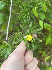 Suriana maritima
