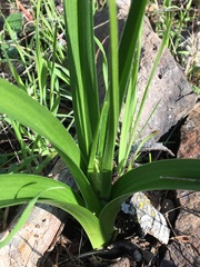 Toxicoscordion fremontii