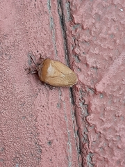 Tessaratoma papillosa