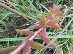 Hylotelephium telephium