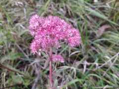 Hylotelephium telephium