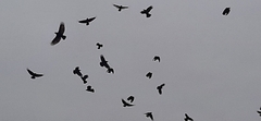Corvus