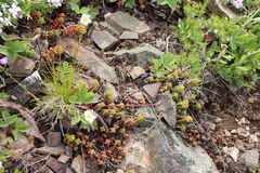 Sedum divergens