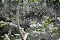 Buteogallus