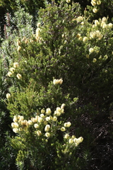 Melaleuca pityoides