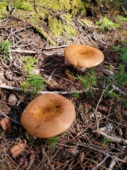 Russula granulata