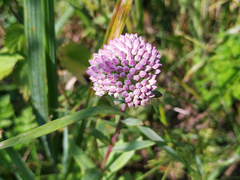 Hylotelephium telephium