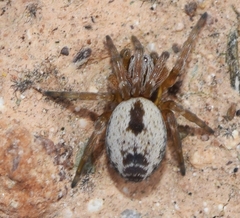 Nigma puella