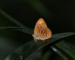 Taxila haquinus