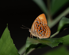 Taxila haquinus