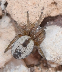 Nigma puella