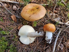 Russula granulata
