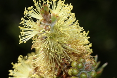 Melaleuca pityoides