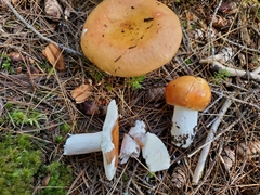 Russula granulata