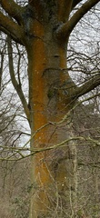 Trentepohlia