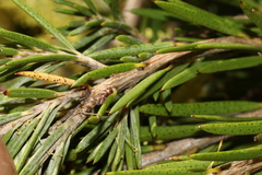 Melaleuca pityoides