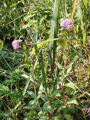 Hylotelephium telephium