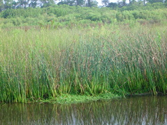 Schoenoplectus tabernaemontani