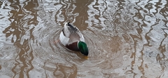 Anas platyrhynchos