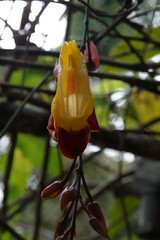 Thunbergia mysorensis