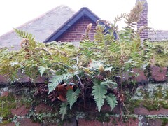 Polypodium interjectum