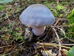 Cortinarius camphoratus
