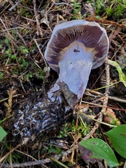 Cortinarius camphoratus