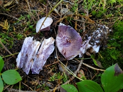 Cortinarius camphoratus