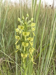 Habenaria epipactidea