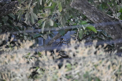 Buteogallus