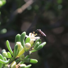 Mythicomyiidae