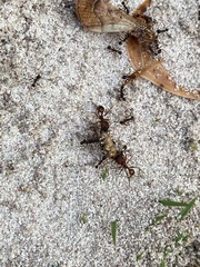 Pheidole fallax