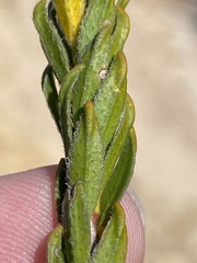 Agathosma bifida