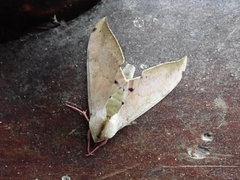 Pseudoclanis postica