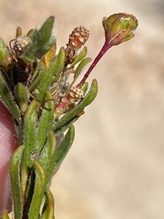 Agathosma bifida