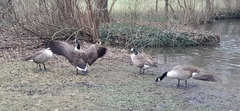 Branta canadensis