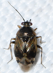 Deraeocoris punctulatus
