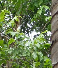 Myiarchus