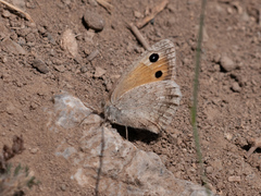 Hyponephele kocaki