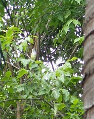 Myiarchus