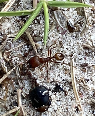 Pheidole fallax