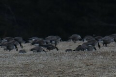 Anser albifrons flavirostris