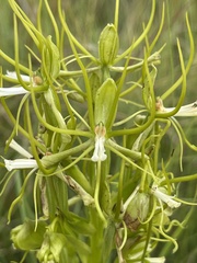 Habenaria clavata