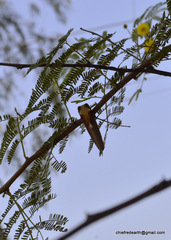 Lepidoptera