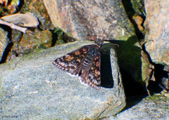 Erynnis pacuvius